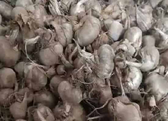 种球|藏红花种球种植方法与时间 藏红花球茎怎么种