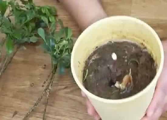 植物生根|米兰花扦插多久生根
