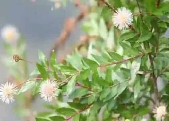 冬天植物|水杨梅耐寒多少度 水杨梅盆景冬季的养护技巧