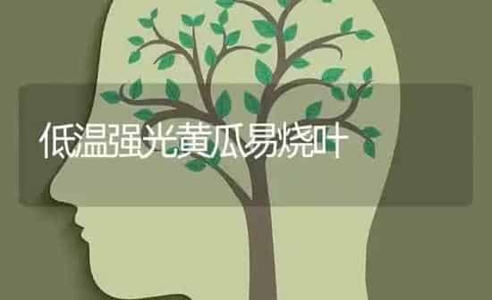 低温强光黄瓜易烧叶 | 蔬菜种植