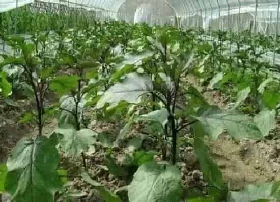 种植管理|如何种植茄子长得大又好 ，栽种管理茄子高产最好的方法）