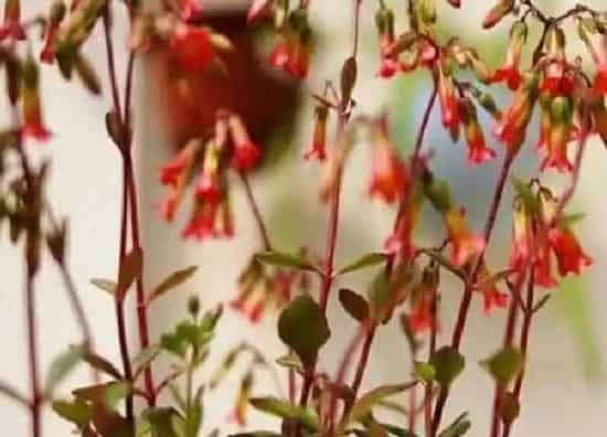 养殖科普|长寿花喜阴还是喜阳光的植物