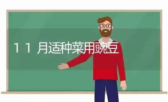 11月适种菜用豌豆 | 蔬菜种植