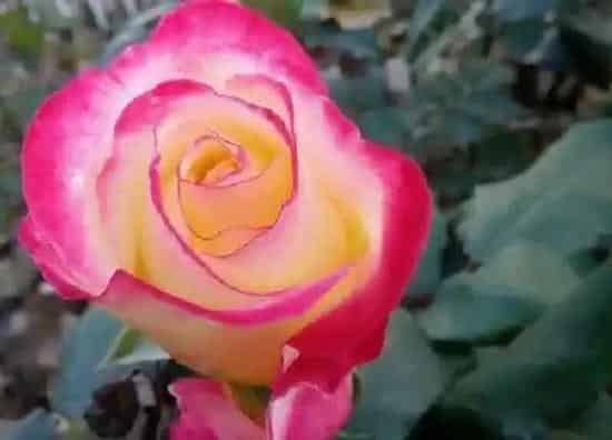 养殖科普|玫瑰花与月季花哪种好养活（月季花玫瑰花养殖方法的区别）
