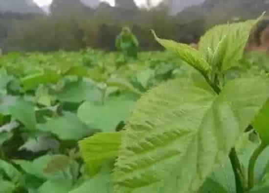 种植方法|桑树种植时间和方法 栽培种植技术