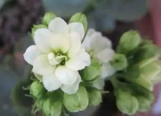 养殖科普|长寿花喜阴还是喜阳光的植物
