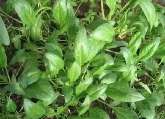 叶子发黄|菠菜叶子发黄是什么原因（菠菜叶子发黄是跟土壤有关系吗）