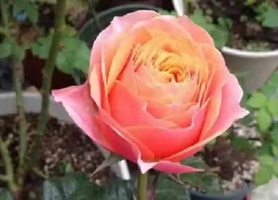 养殖科普|玫瑰花与月季花哪种好养活（月季花玫瑰花养殖方法的区别）