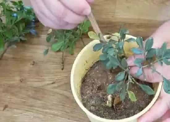 植物生根|米兰花扦插多久生根