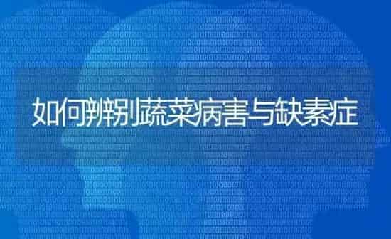 如何辨别蔬菜病害与缺素症 | 蔬菜种植