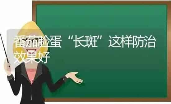 番茄脸蛋“长斑”这样防治效果好 | 瓜果种植