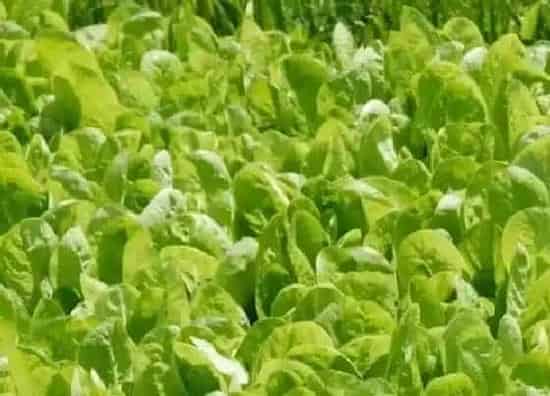 叶子发黄|菠菜叶子发黄是什么原因（菠菜叶子发黄是跟土壤有关系吗）