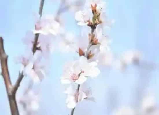 植物百科|杏花是什么颜色的（杏花的样子,形状,气味,其他）