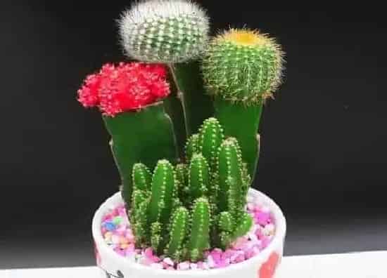 植物百科|属龙的幸运植物是什么 88年属龙的吉祥花卉植物