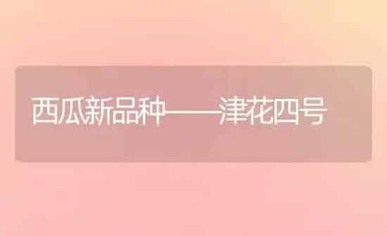西瓜新品种——津花四号 | 瓜果种植