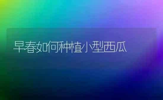早春如何种植小型西瓜 | 植物种植百科