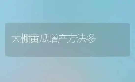 大棚黄瓜增产方法多 | 蔬菜种植