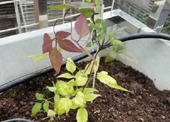 植物移栽|铁线莲上盆时间与养护方法