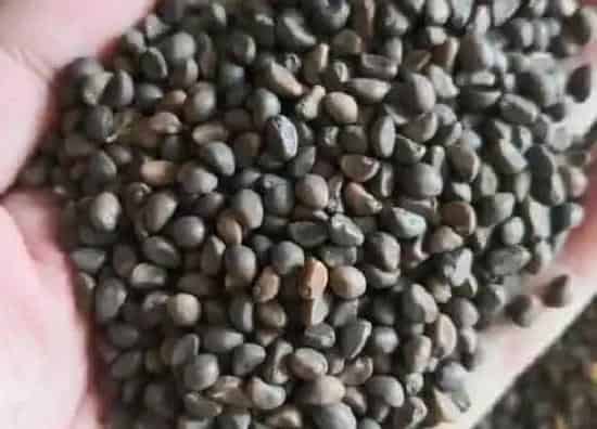 植物播种|空心菜种子怎么来的