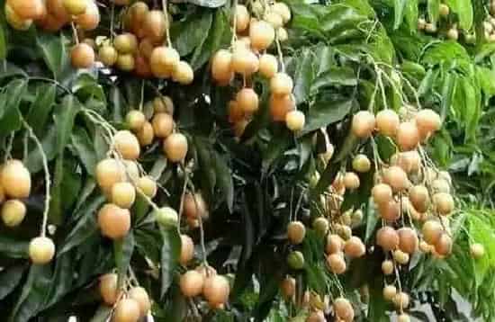 果实成熟|黄皮果什么时候上市 成熟收获时间