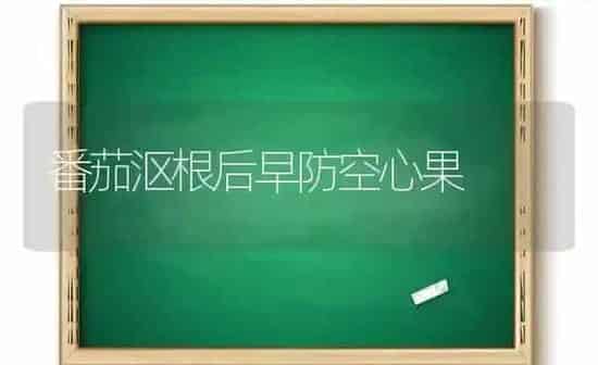 番茄沤根后早防空心果 | 瓜果种植