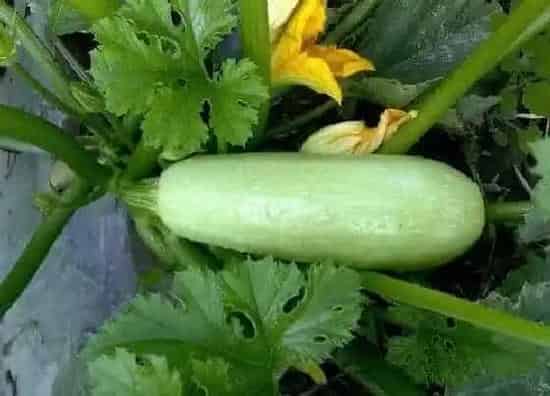 种植管理|西葫芦露天几月份种植合适