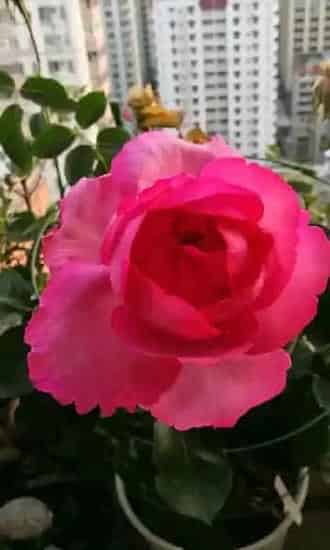植物百科|牡丹月季优缺点（灌木伊芙伯爵耐热抗病好养的特点）