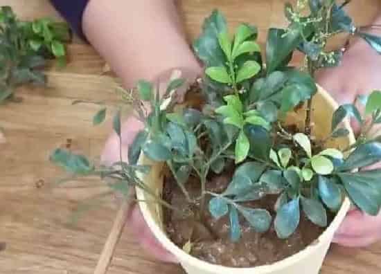 植物生根|米兰花扦插多久生根