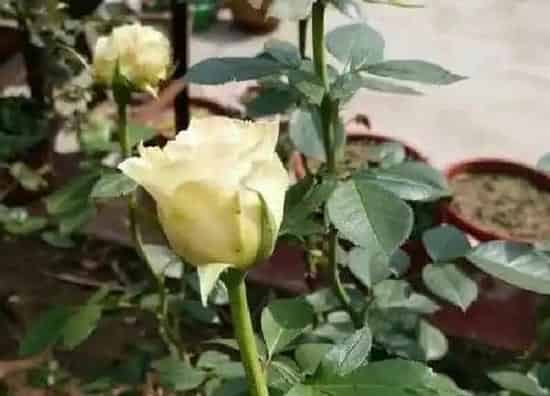 养殖科普|玫瑰花与月季花哪种好养活（月季花玫瑰花养殖方法的区别）