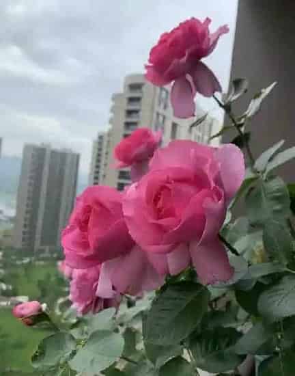 植物百科|牡丹月季优缺点（灌木伊芙伯爵耐热抗病好养的特点）