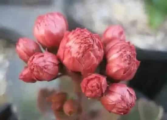 养殖科普|长寿花喜阴还是喜阳光的植物