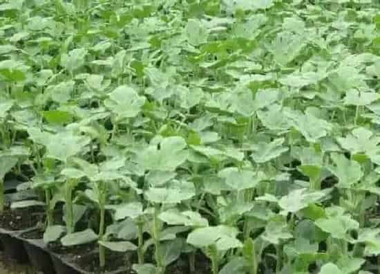 植物修剪|西瓜苗怎么剪枝结瓜多  整枝打杈留瓜方法