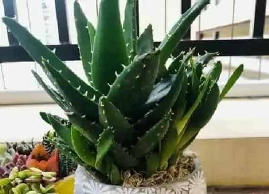 养殖方法|不夜城芦荟水培好还是土培好