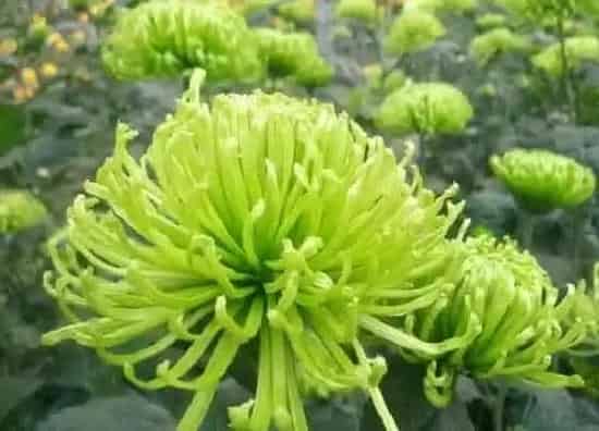 植物施肥|菊花喜肥吗 喜欢施什么肥料