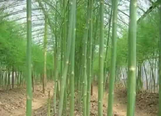 种植管理|芦笋什么时候种植最好 南方芦笋种子几月份播种合适