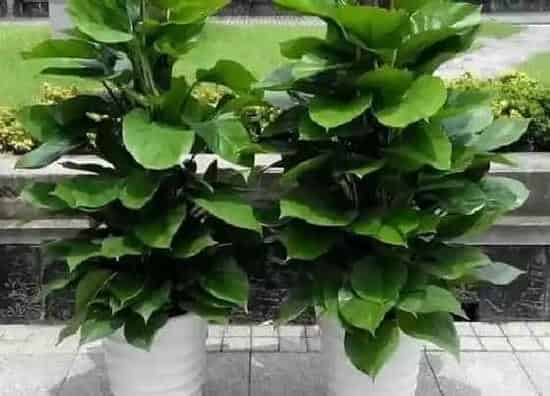 植物修剪|大叶绿萝怎么修剪方法