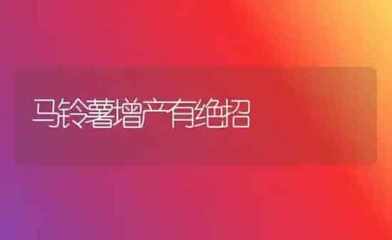 马铃薯增产有绝招 | 粮油作物种植