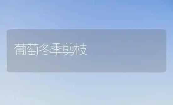 葡萄冬季剪枝 | 瓜果种植