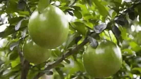 种植管理|柚子树掉果严重怎么办，柚子树结果后容易掉怎样防治）