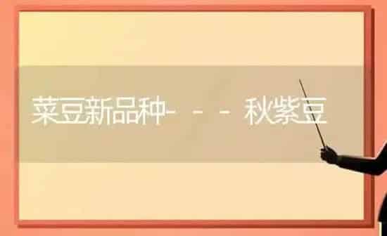 菜豆新品种---秋紫豆 | 蔬菜种植