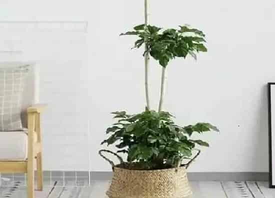 养殖科普|幸福树怕晒吗 怕阳光晒吗
