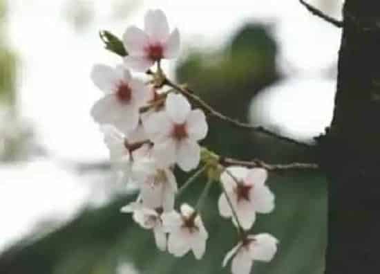 花朵|樱花有几个花瓣 花瓣是什么样子的