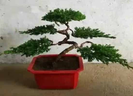 种植管理|罗汉松耐旱吗