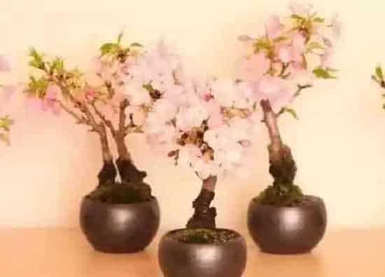 花朵|樱花有几个花瓣 花瓣是什么样子的