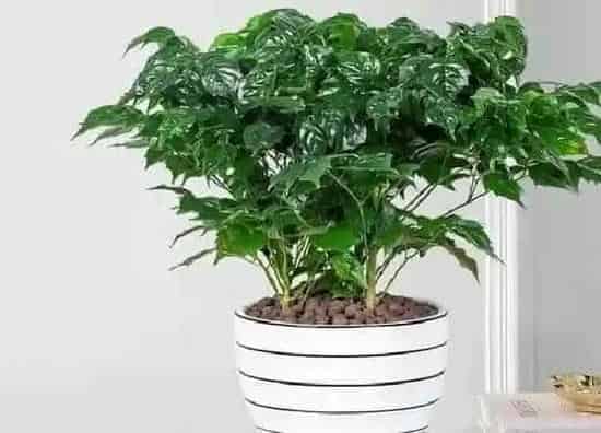 植物价格|富贵树多少钱一盆