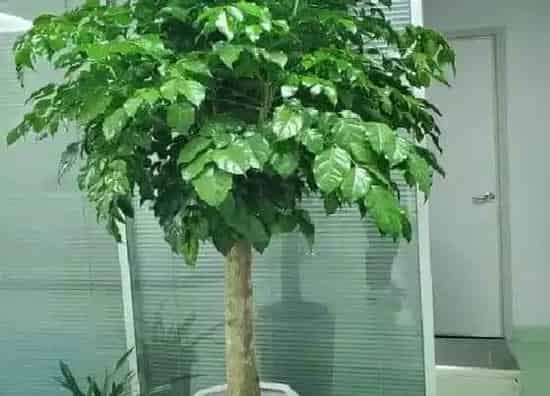 植物价格|富贵树多少钱一盆