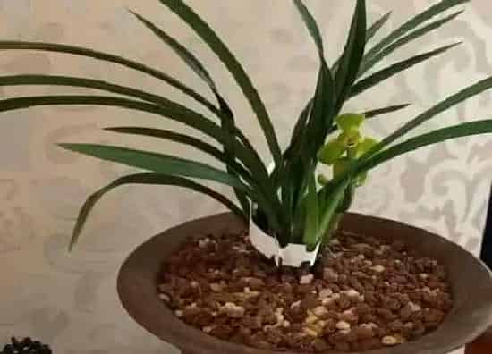 种植管理|买回来的兰花怎么栽种 刚买的兰花种植方法