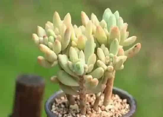 植物播种|肉肉种子怎么种植