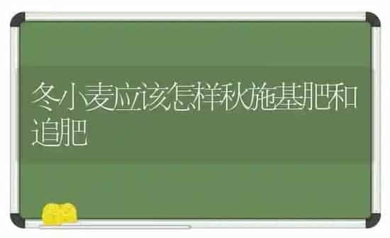 冬小麦应该怎样秋施基肥和追肥 | 粮油作物种植