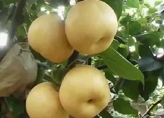果实保存|梨的保存最佳方法